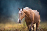 Fototapeta Konie - Cream horse close up portrait in motion in fog morning at sunlight