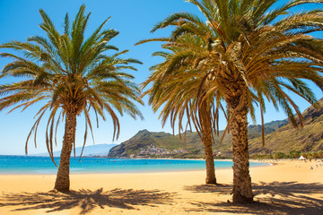 palm trees Playa las Teresitas Beach, Tenerife