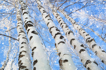 Aufkleber - Trunks of beautiful birches trees against the blue sky. Snowfall in  birch grove
