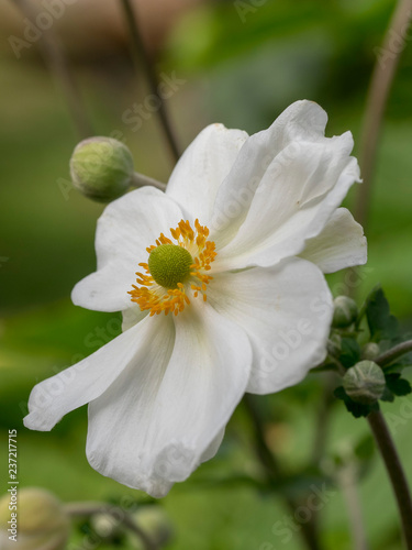 Gros Plan Sur Une Fleur Danémone Du Japon Anemone