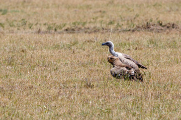 Sticker - Tawny eagle and a white backed vulture Vulture sitting on the savannah in africa