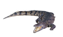 Clipping Path The Big Freshwater Crocodile, Crocodylidae, Crocodylus Siamensis Is Sleeping Open Mouth Isolated On White Background.