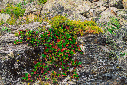 Foto Green and red leaves of bergenia crassifolia close up
