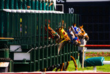 Fototapeta Sawanna - Horse Race Start