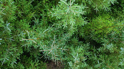 Wall Mural - Overhead aerial view of an evergreen pine tree forest