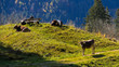 Cattle on a meadows in the bavarian alps near Bad Hindeland with a bench