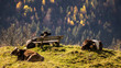 Cattle on a meadows in the bavarian alps near Bad Hindeland with a bench