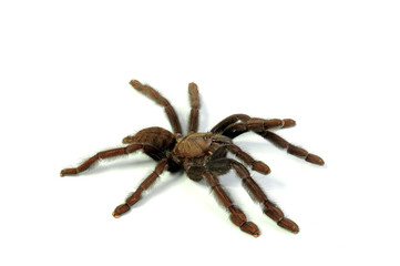 Wall Mural - indonesische Vogelspinne (Lampropelma nigerrimum) - tarantula from Indonesia