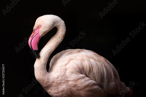 Pink flamingo Canvas Print