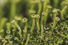 Forest Moss In Winter. Plant Closeup