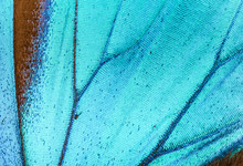 Detailled View On The Scales Of A Blue Butterfly Wing