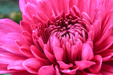 Freshness Red Chrysanthemums Flowers Of Close Up
