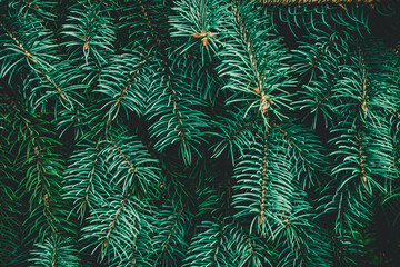 Wall Mural - Christmas fir tree background with copy space. Fir tree branches texture.