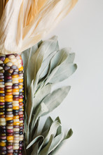 Close Up Of Indian Corn And Sage
