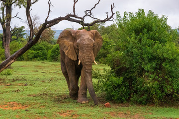 Elephant in Welgevonden Game Reserve