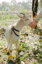 Goat Eating From Hands