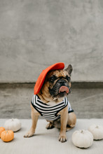 French Bulldog Dressed Up In A French Costume Striped Shirt And Red Beret