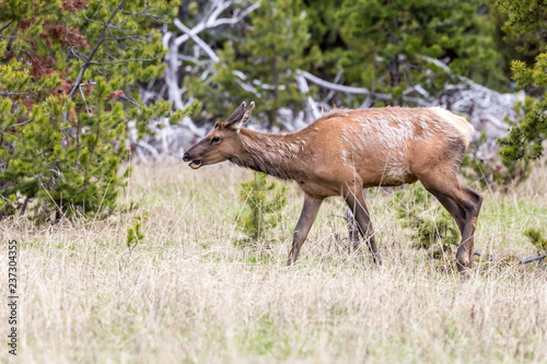 Photo Wild elk in Yellowstone National Park (Wyoming).