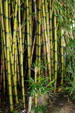 Fototapeta Sypialnia - Bamboo