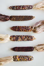 Colorful Ears Of Indian Corn