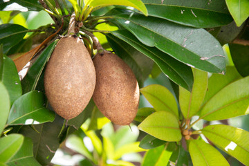 Lovelorn fruit in garden.