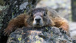 Wild marmot in Yellowstone National Park (Wyoming)