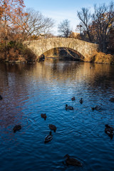 Sticker - Ducks in Central park