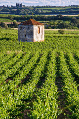 Wall Mural - Vineyards in the Languedoc, near the village of Puissalicon