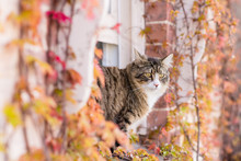 Tabby Cat At Window With Autumn Leaves