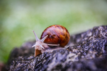 Snail