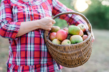 Woman Holding Basket Full Of Freshly Picked Apples