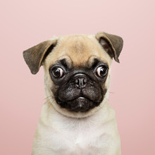 Adorable Pug Puppy Solo Portrait