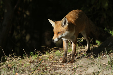 Wall Mural - A beautiful Red Fox (Vulpes vulpes) hunting for food on an island at the edge of a lake.	