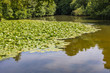 Green Pond With Waterlilies Leaves
