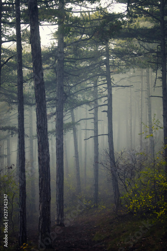 Zdjęcie XXL mglisty las rano