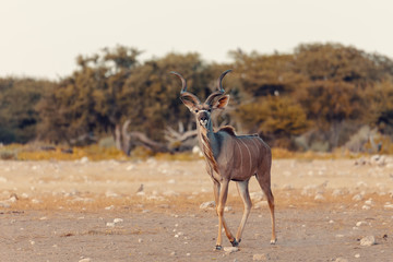 Wall Mural - greater kudu africa safari wildlife and wilderness