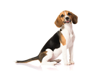 beagle dog isolated on white 