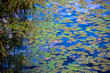 Pond - Blauer Teich mit grünen Seepflanzen