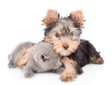 Fototapeta Psy - yorkshire terrier puppy hugs little kitten. isolated on white background