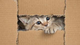 Fototapeta Koty - Funny cat looking through cardboard hole