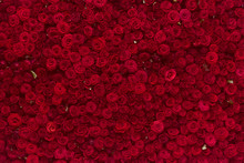 Natural Red Roses Background, Flowers Wall. Roses As Background Picture.