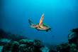 Green turtle cruising in blue water