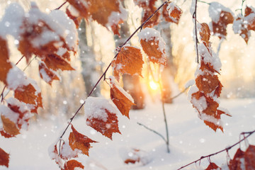 Wall Mural - Winter scene in the forest. Branch of birch with yellow leaves covered with snow