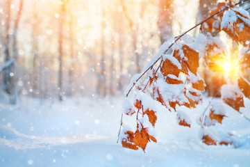 Aufkleber - Winter scene in the forest. Branch of birch with yellow leaves covered with snow