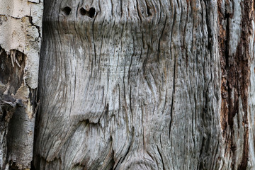 Wall Mural - texture of bark of an old tree