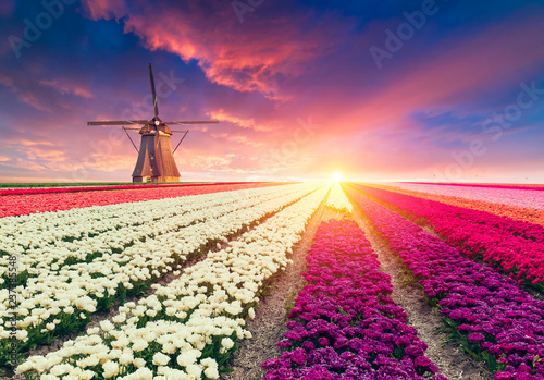 Foto Landscape with tulips, traditional dutch windmills and houses near the canal in Zaanse Schans, Netherlands, Europe