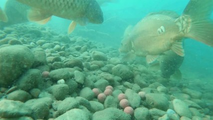 Wall Mural - Underwater footage of feeding big carps (Cyprinus carpio) with boilie. Underwater video in the lake. Diving in fresh water. Beautifull common carp swimming uderwater. Kaprfen