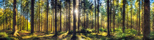 Panoramic Autumn Forest Landscape