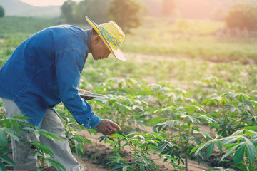 Businessman farmer holding tablet standing in cassava field. Smart farmer concept.