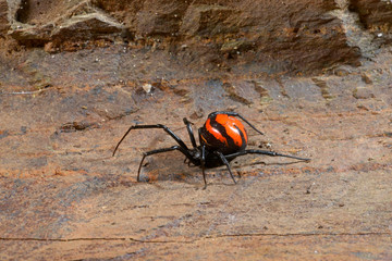 Poster - Schwarze Widwe aus Thailand (Latrodectus sp.) - black widow from thailand